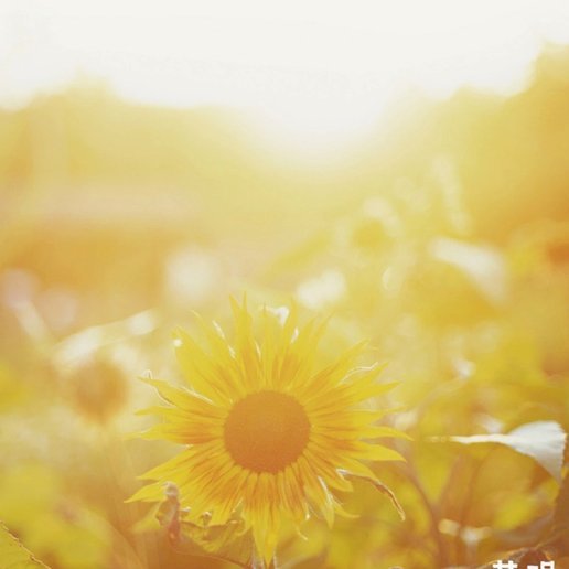 花呗套现行为的界定与风险