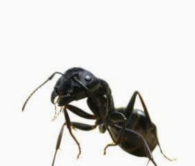 花呗还款：玩转信用，控利息