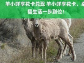 羊小咩卖的东西是真的吗