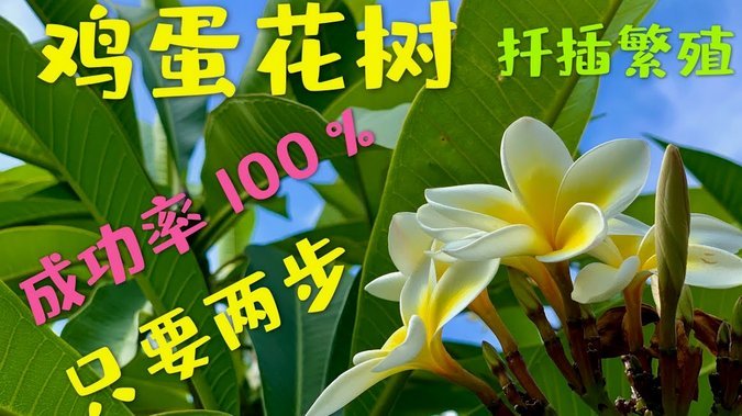 花呗现象 怎么解决