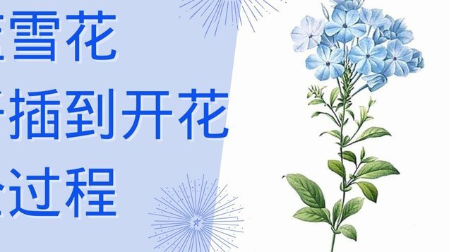 拿去花能刷出来吗