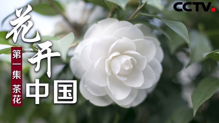 携程拿去花秒到秒还真的靠谱吗